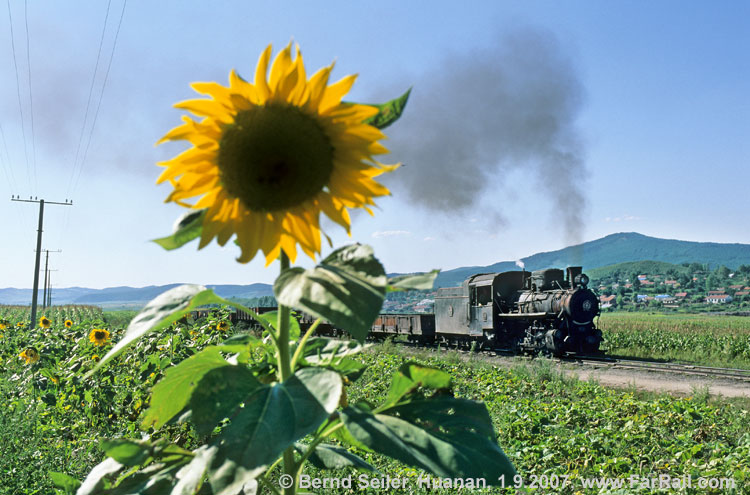 Sunflowers and steam in Huanan