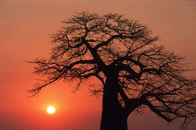 Ein Baobab Baum bei Sonnenaufgang